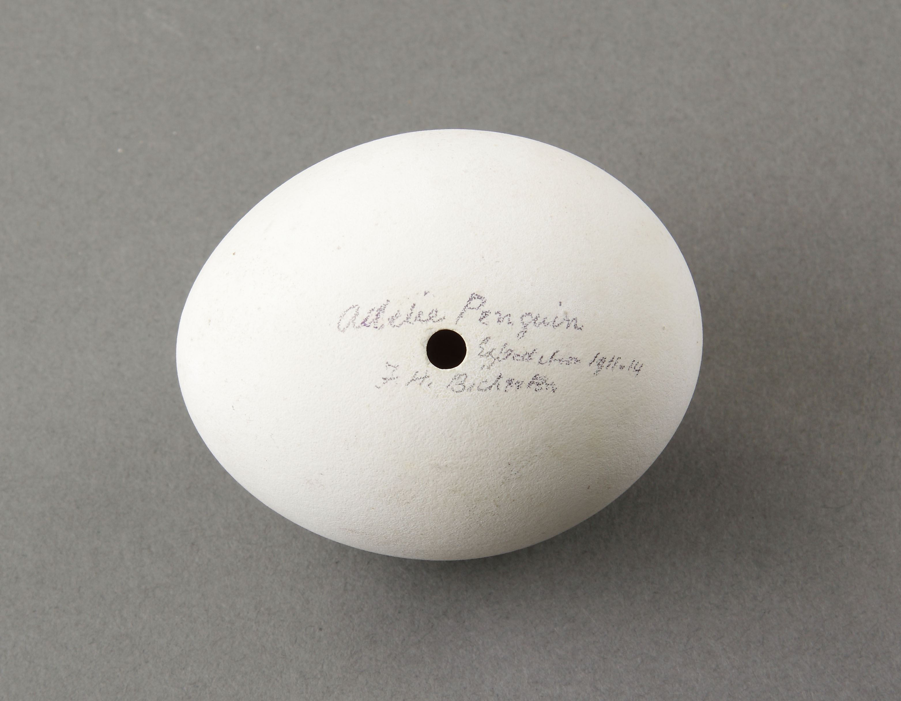 A Rare ‘Adelie’ Penguin Egg from the Australian 1911-14 Expedition